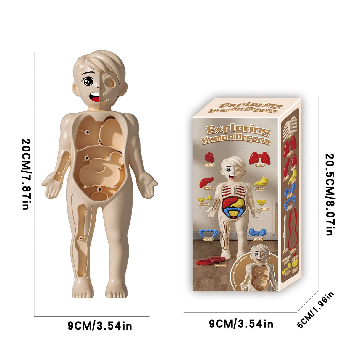 Children'S Body Structure Model, Detachable Organs, Internal Organs, Trunk Assembly, Enlightenment Education, Children'S Toys