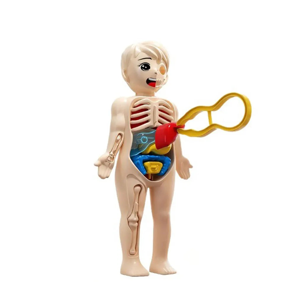 Children'S Body Structure Model, Detachable Organs, Internal Organs, Trunk Assembly, Enlightenment Education, Children'S Toys