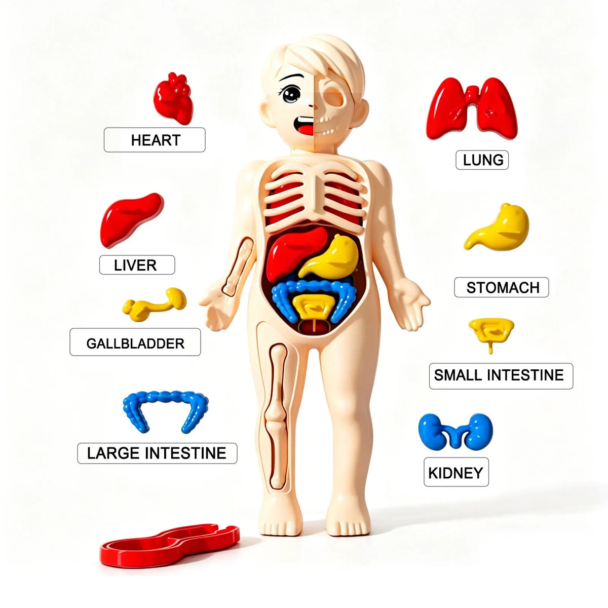 Children'S Body Structure Model, Detachable Organs, Internal Organs, Trunk Assembly, Enlightenment Education, Children'S Toys