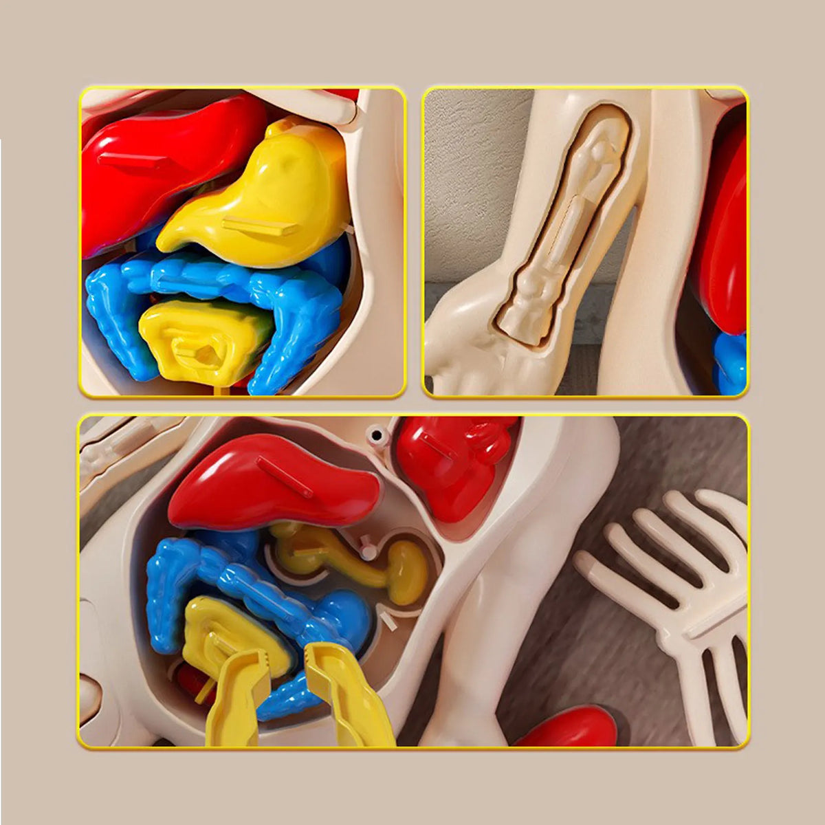 Children'S Body Structure Model, Detachable Organs, Internal Organs, Trunk Assembly, Enlightenment Education, Children'S Toys