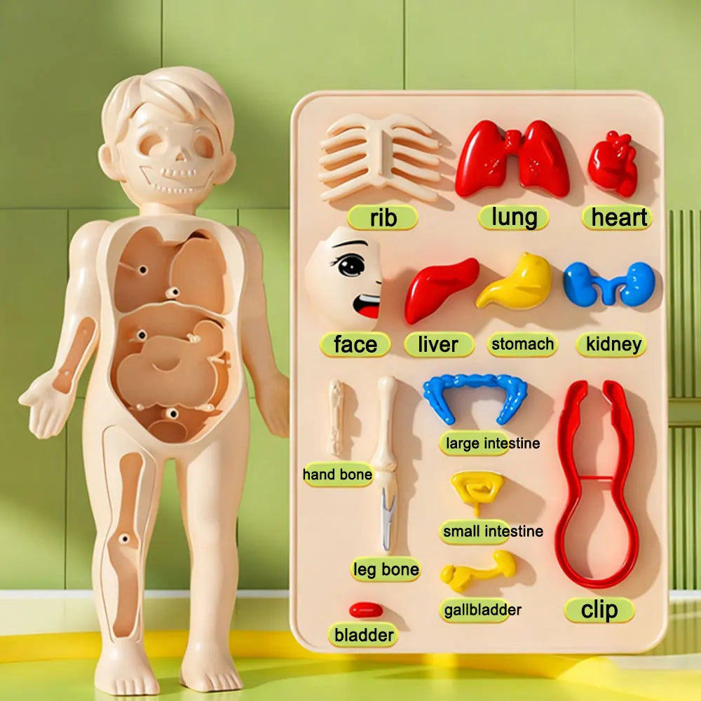Children'S Body Structure Model, Detachable Organs, Internal Organs, Trunk Assembly, Enlightenment Education, Children'S Toys