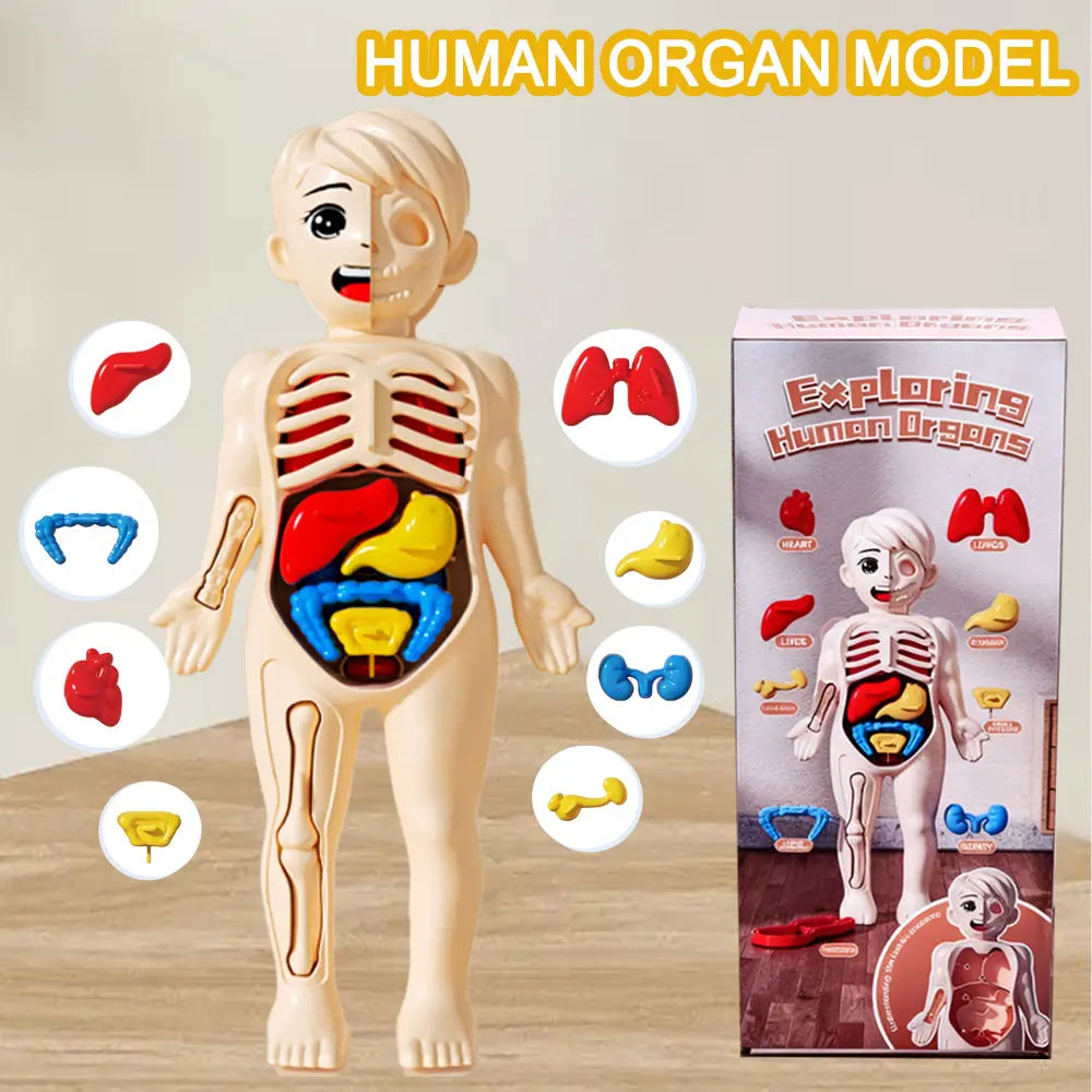 Children'S Body Structure Model, Detachable Organs, Internal Organs, Trunk Assembly, Enlightenment Education, Children'S Toys